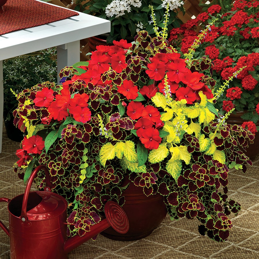 Summer Sizzle Sunpatiens® Combination