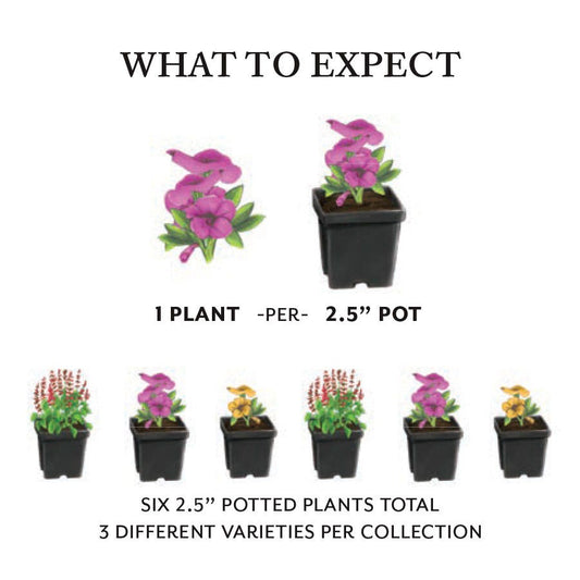 Summer Sizzle Sunpatiens® Combination