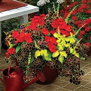 Summer Sizzle Sunpatiens® Combination