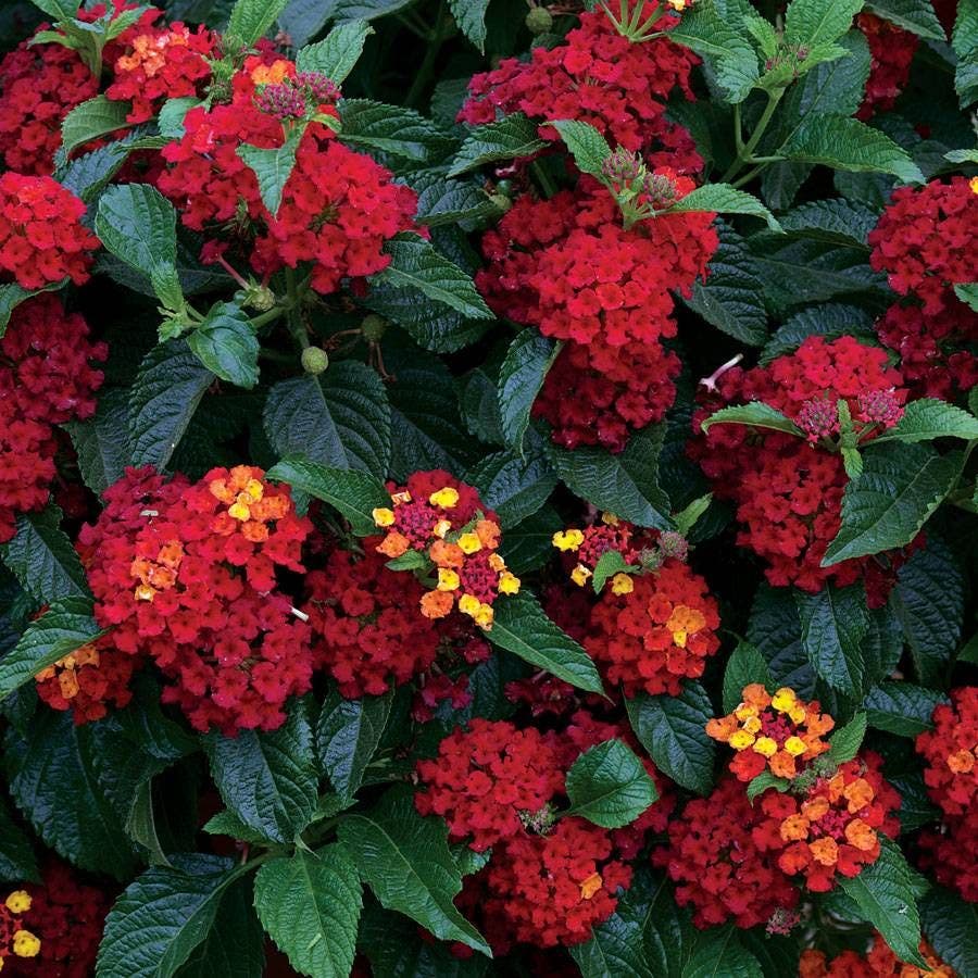 Lantana Bandito™ Red