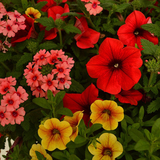 Trixi® Who Knew Orleans