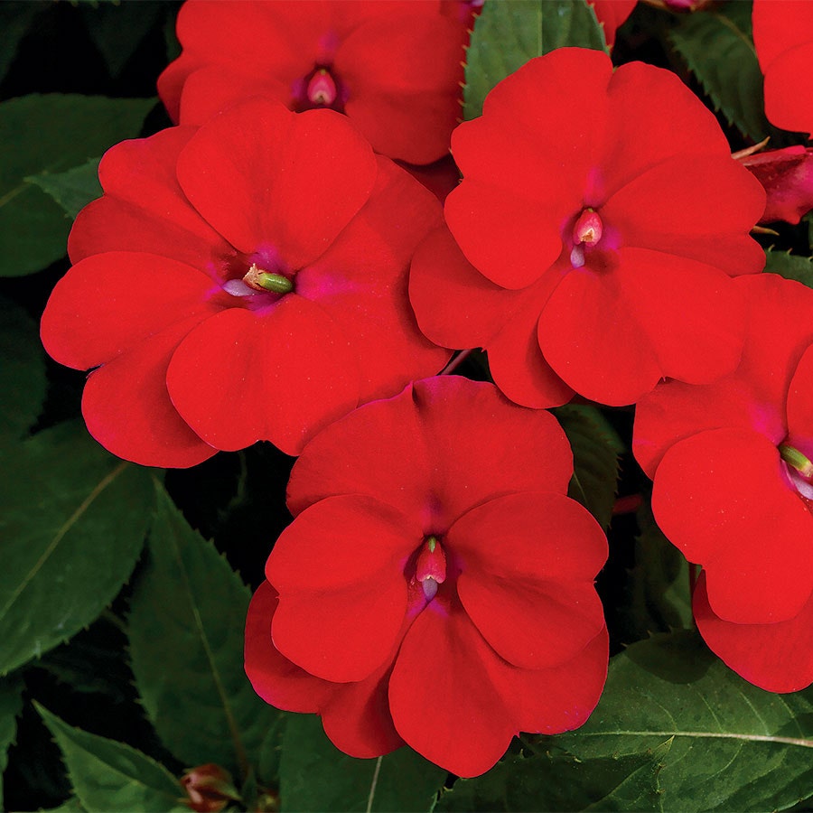 SunPatiens® Vigorous Red