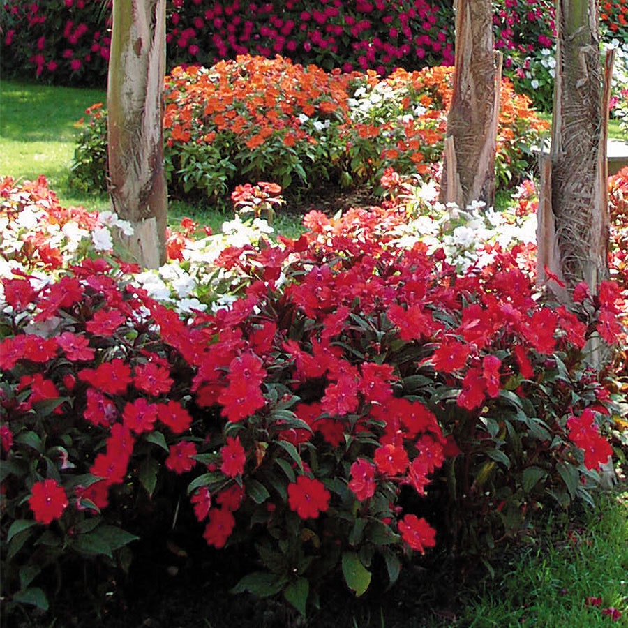 SunPatiens® Vigorous Red