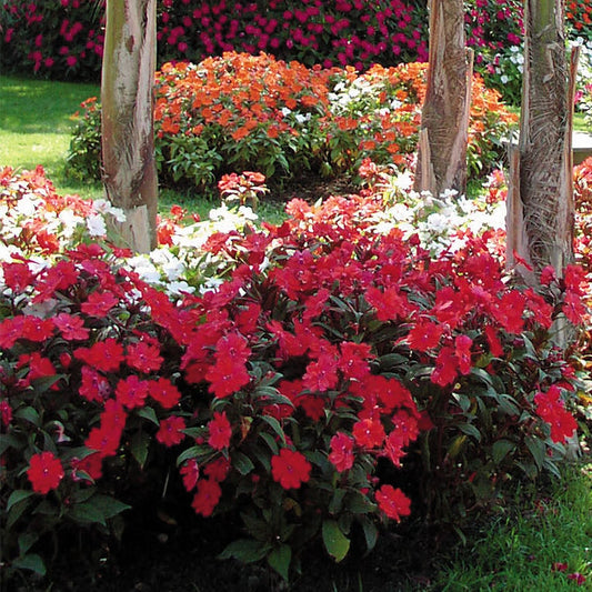SunPatiens® Vigorous Red