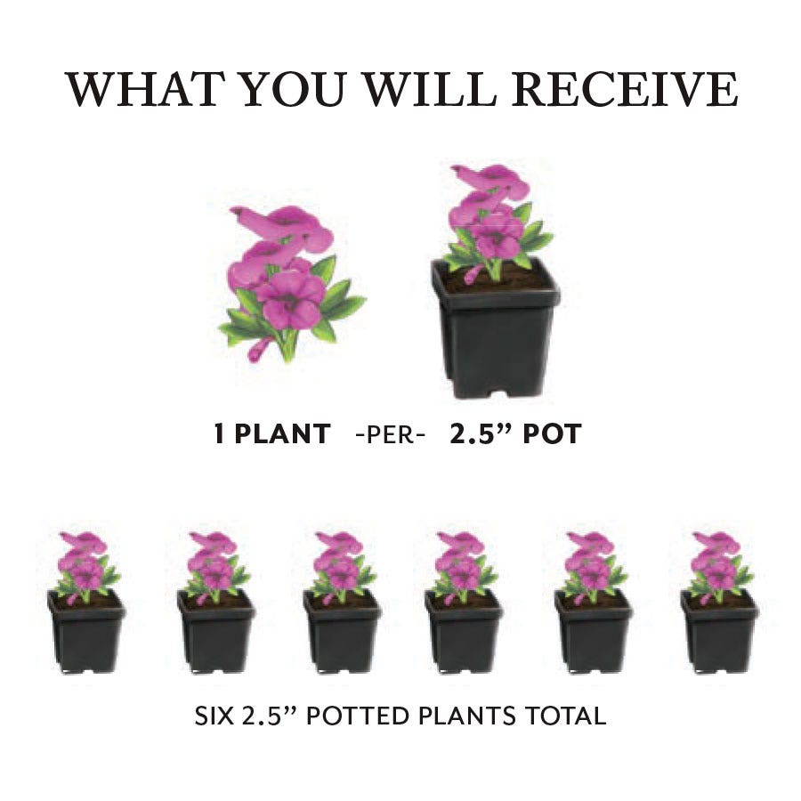 SunPatiens® Vigorous Red