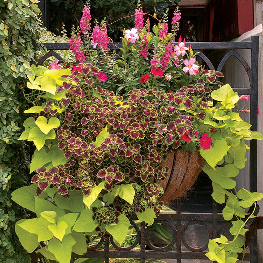 Jeweled Tapestry Premium Combination