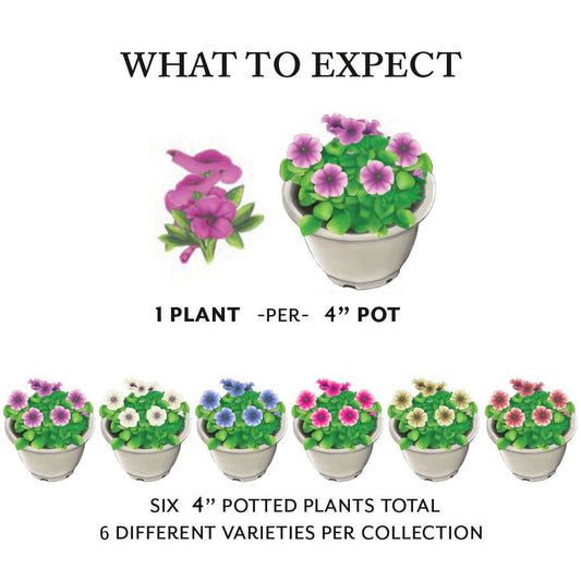 Jeweled Tapestry Premium Combination