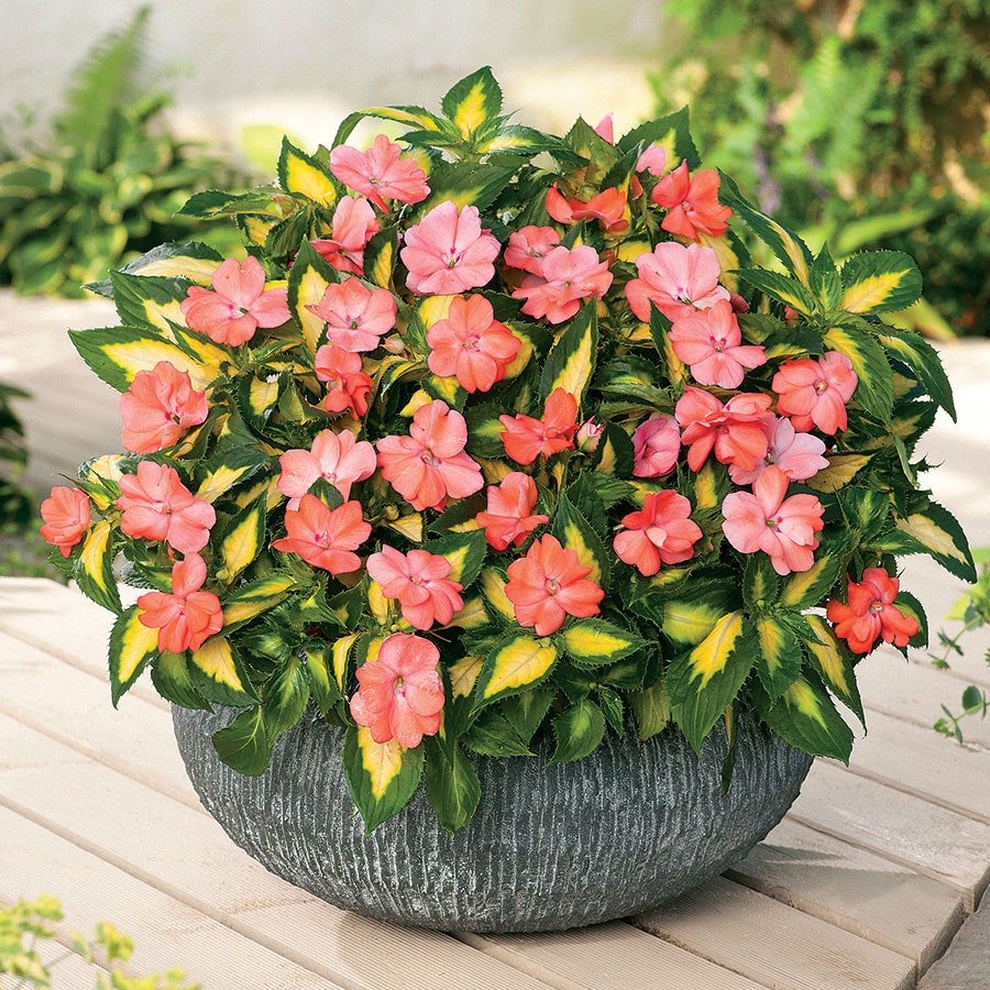 SunPatiens® Vigorous Variegated Salmon