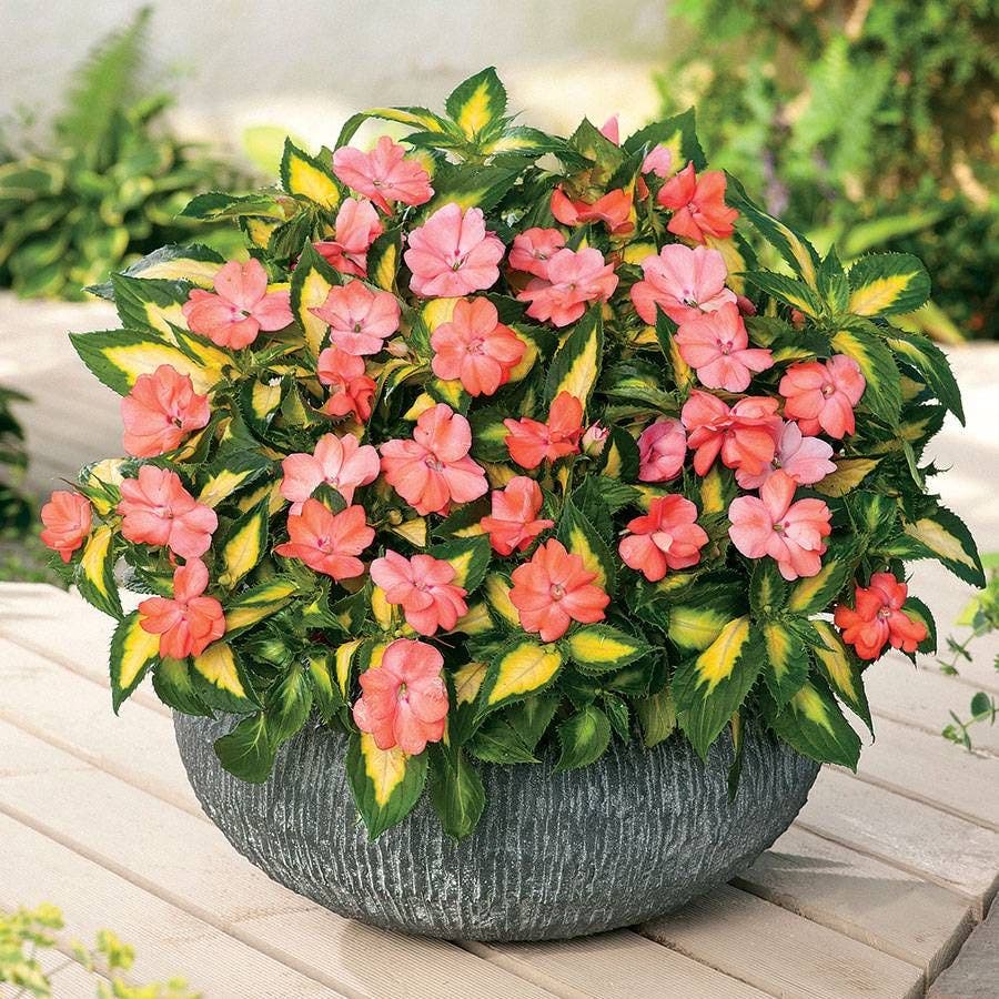 SunPatiens® Vigorous Variegated Salmon