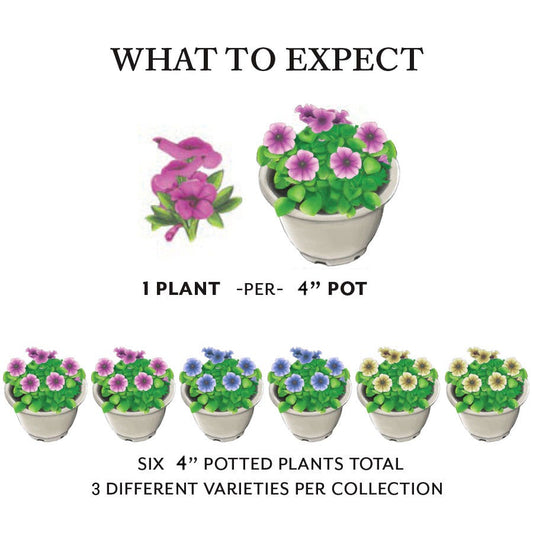 Summer Persistence Premium Combination