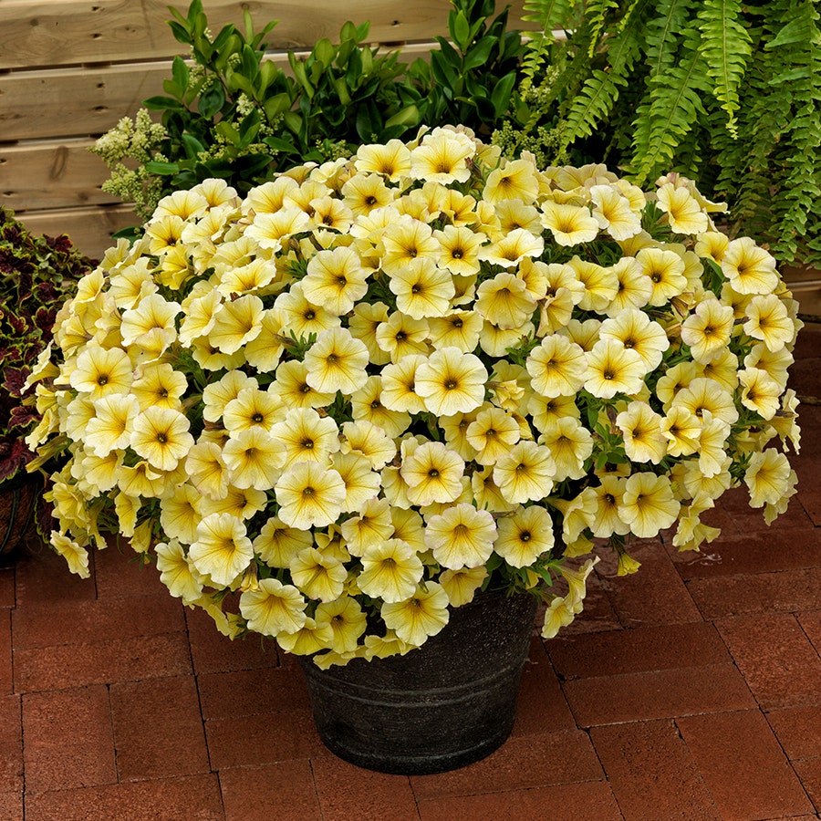 Petunia SuperCal® Light Yellow