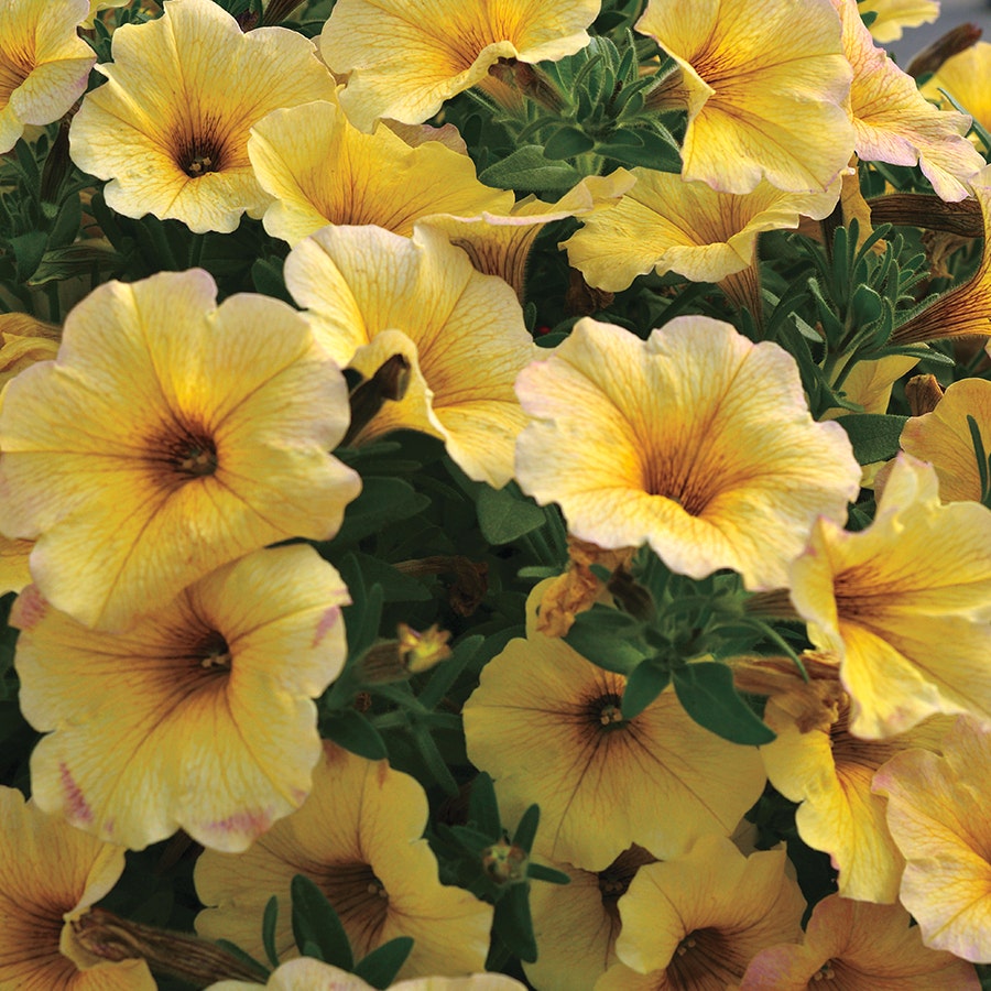 Petunia SuperCal® Light Yellow