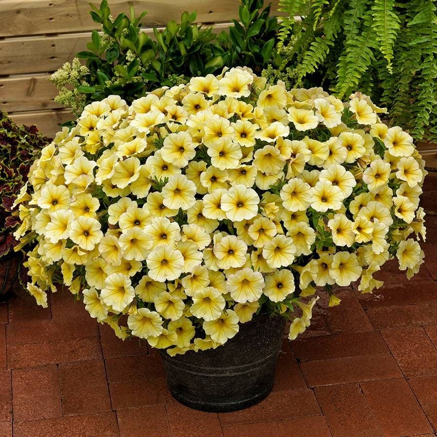 Petunia SuperCal® Light Yellow