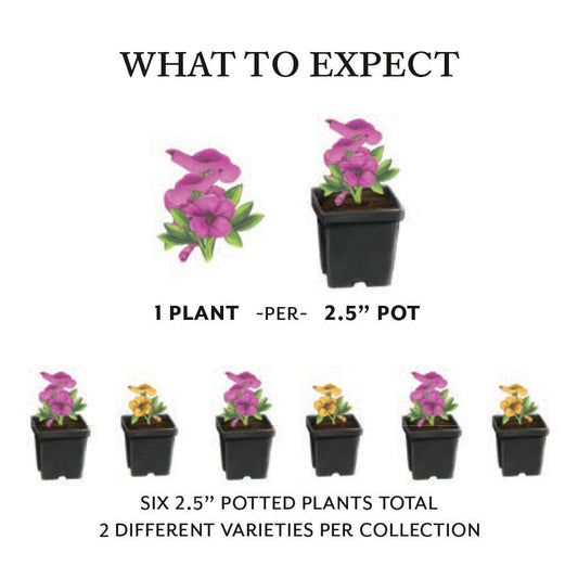 Party Kiss Combination