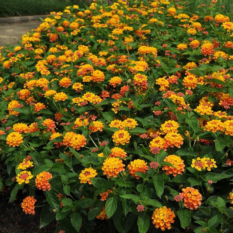 Lantana Landmark™ Citrus