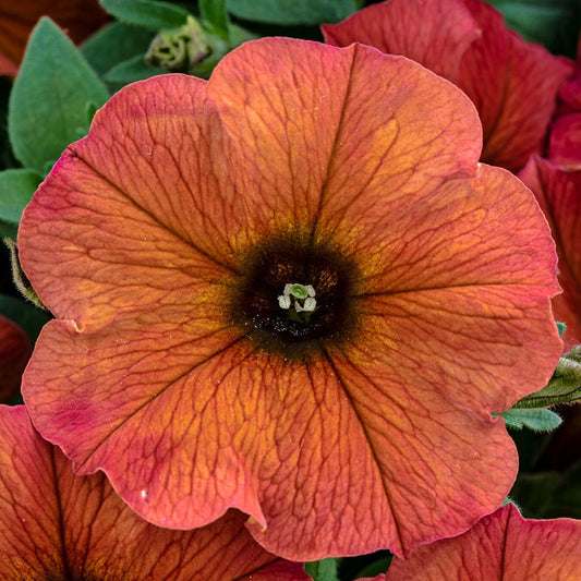 Petunia SuperCal® Premium Cinnamon