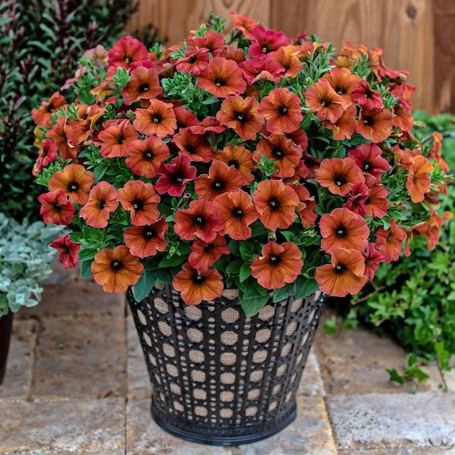Petunia SuperCal® Premium Cinnamon