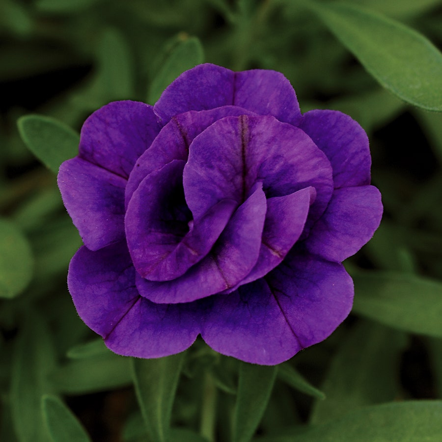 Calibrachoa MiniFamous® Neo Double Dark Blue