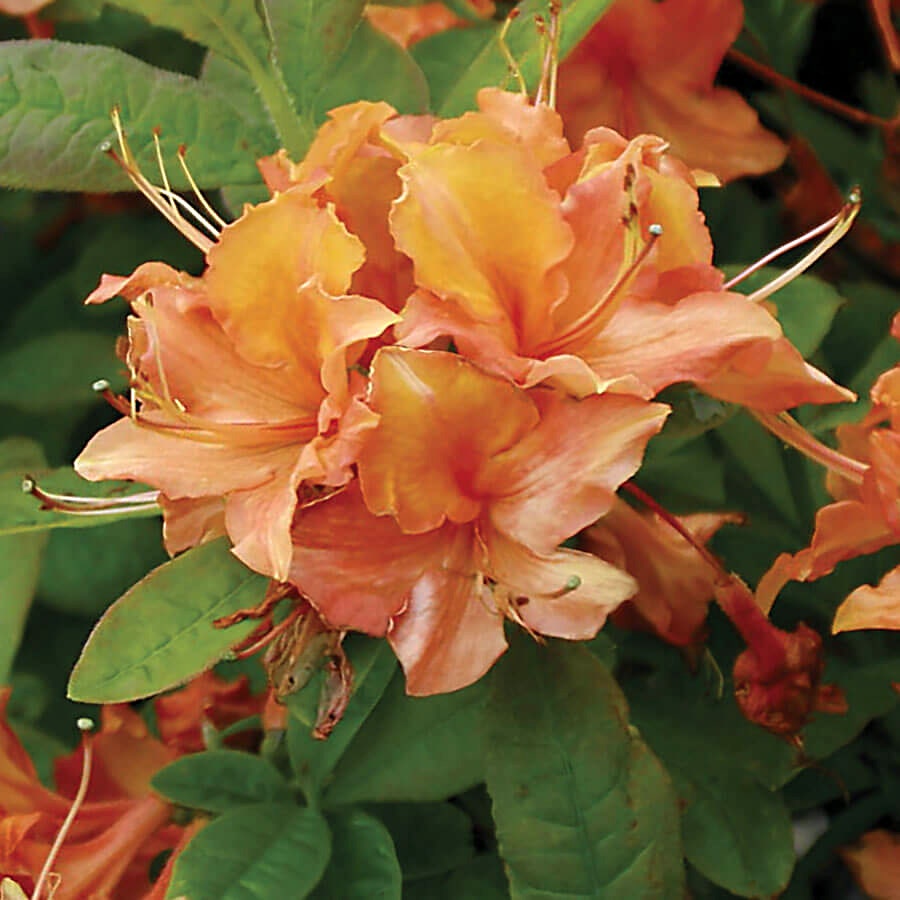 Rhododendron 'Mandarin Lights' Azalea