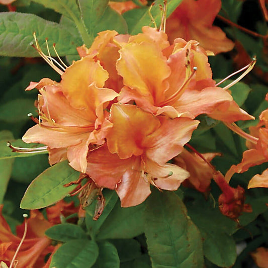 Rhododendron 'Mandarin Lights' Azalea