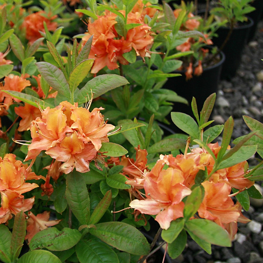 Rhododendron 'Mandarin Lights' Azalea