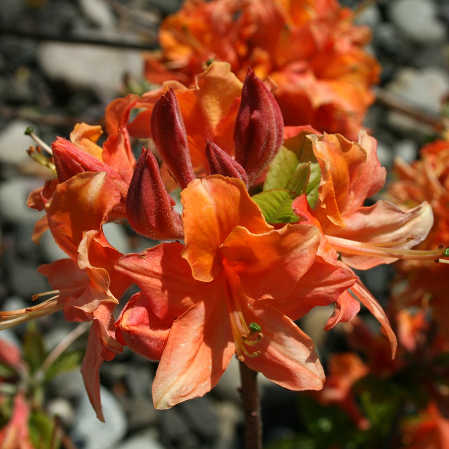Rhododendron 'Mandarin Lights' Azalea