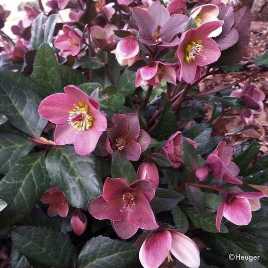 Helleborus HGC® Merlin® Hellebore