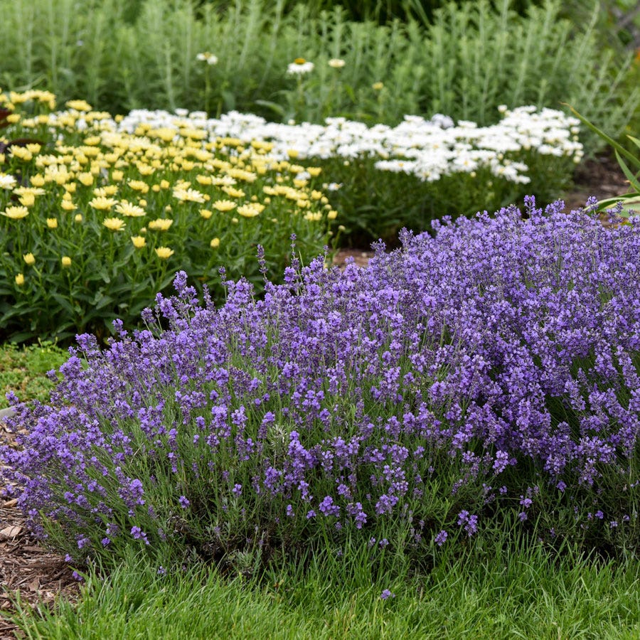 fragrant lavender plants Lavender 'Munstead'