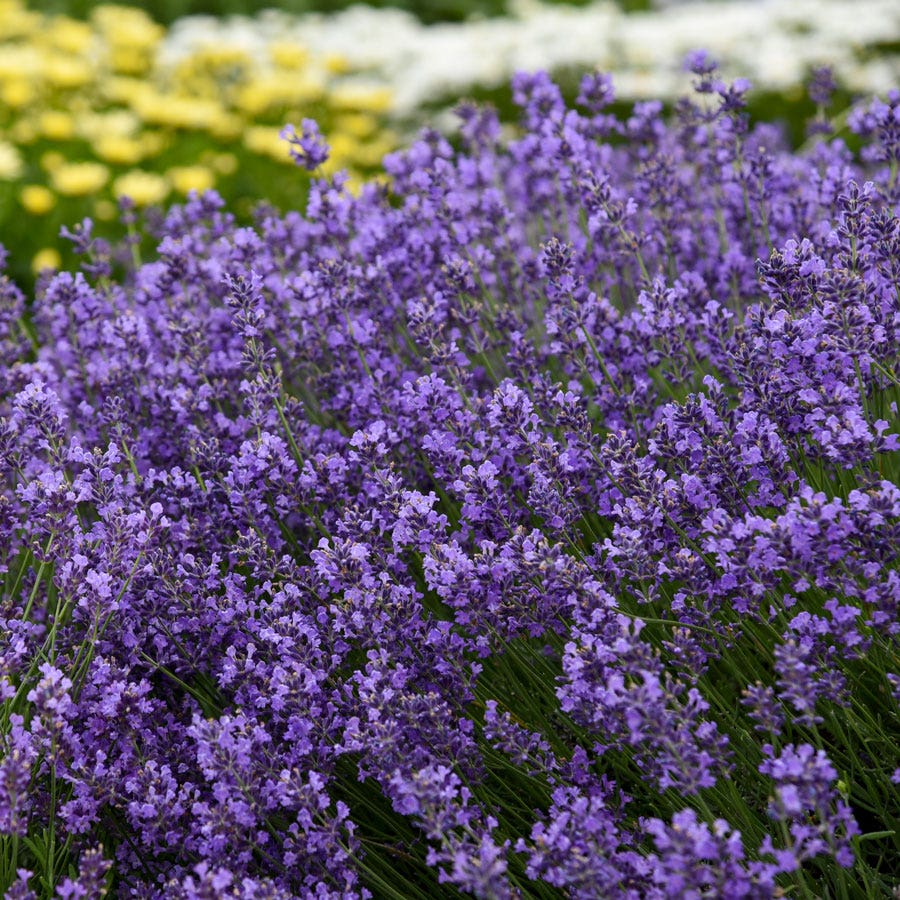 Lavender 'Munstead'
