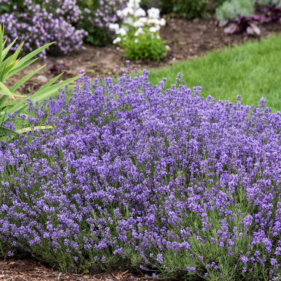 Lavender 'Munstead'