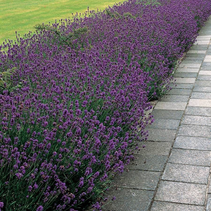 Lavender 'Munstead'