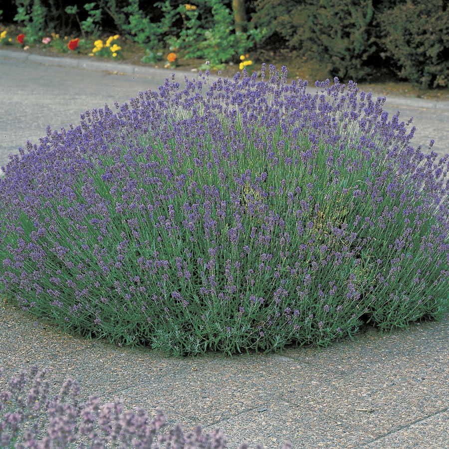 Lavender 'Munstead'