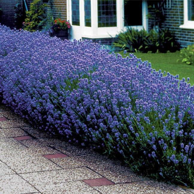 Lavender 'Munstead'