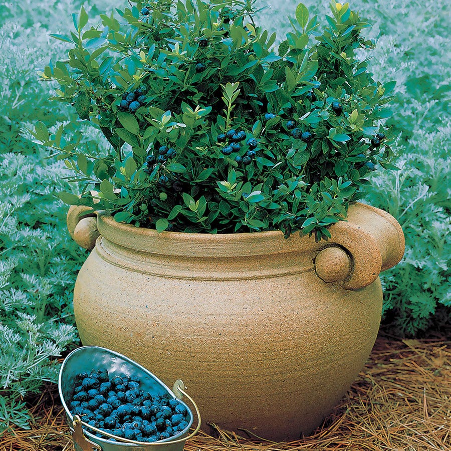 Vaccinium 'Sunshine Blue' Dwarf Blueberry