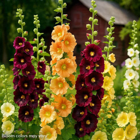 Alcea Old Barnyard Mix