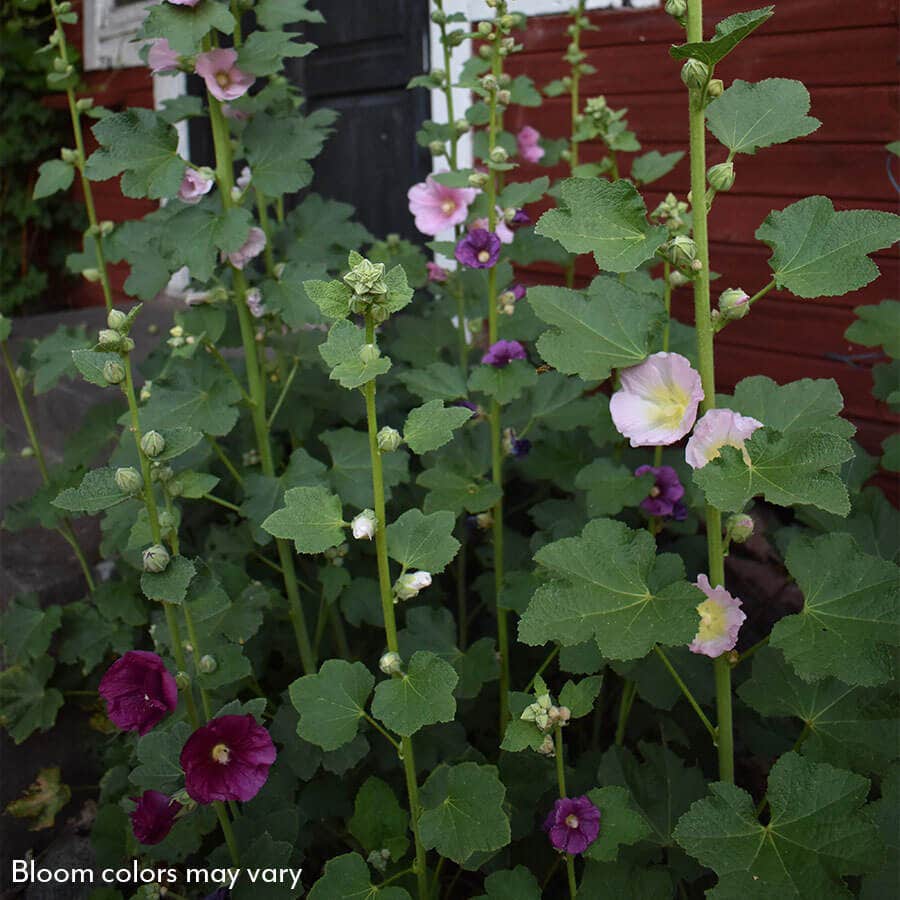 Alcea Old Barnyard Mix