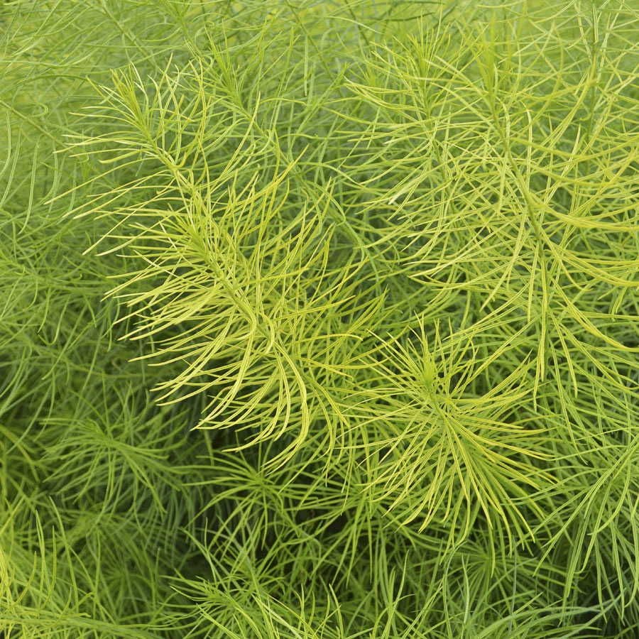 Amsonia Arkansas Blue Star
