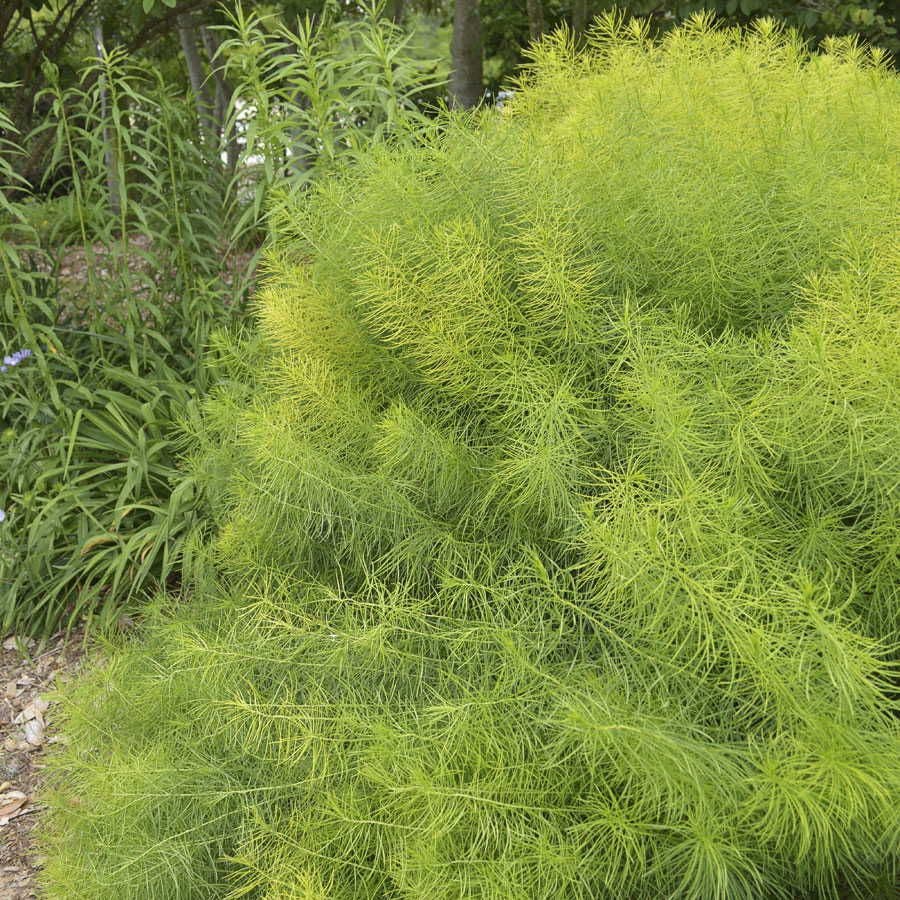 Amsonia Arkansas Blue Star