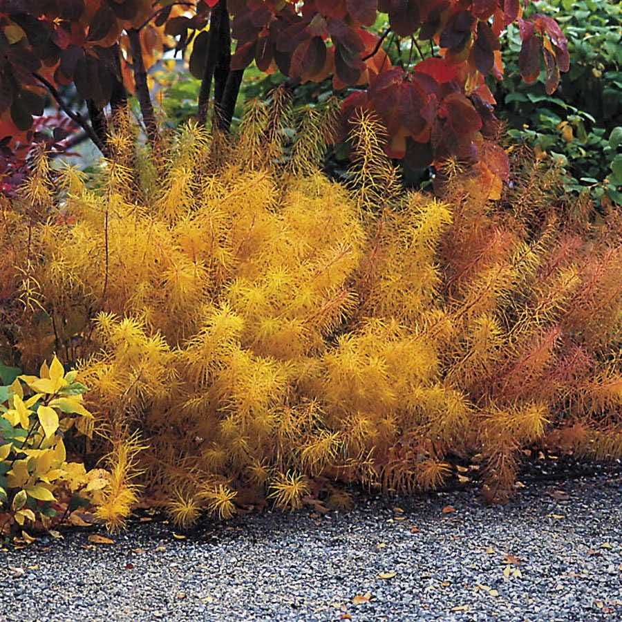 Amsonia Arkansas Blue Star