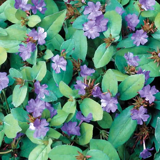 Ceratostigma Blue Plumbago