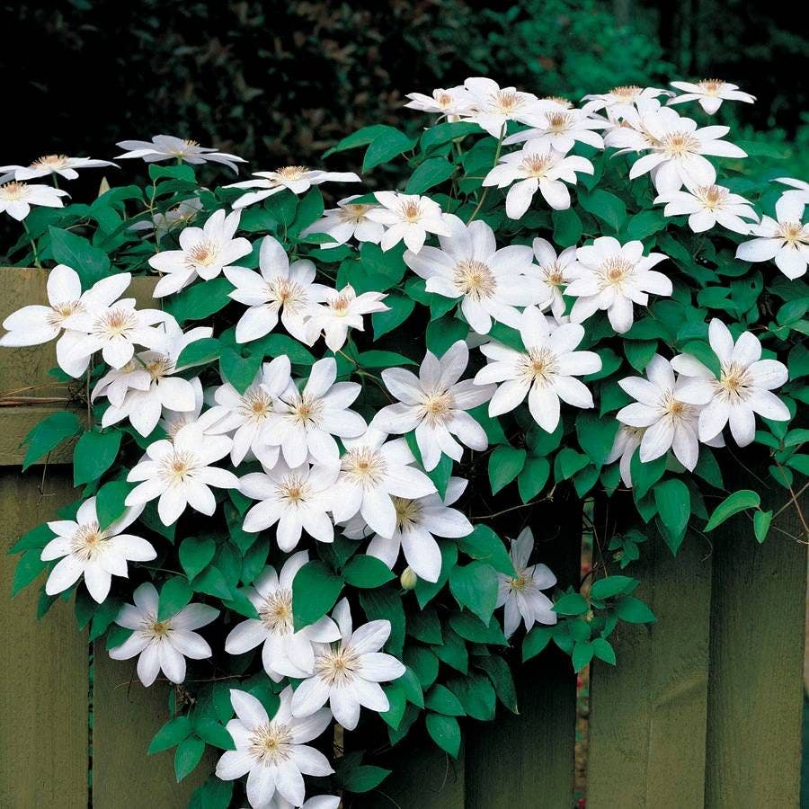Clematis 'Henryi'