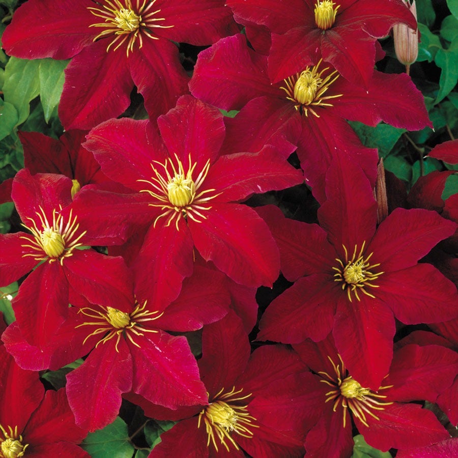 Clematis 'Niobe'