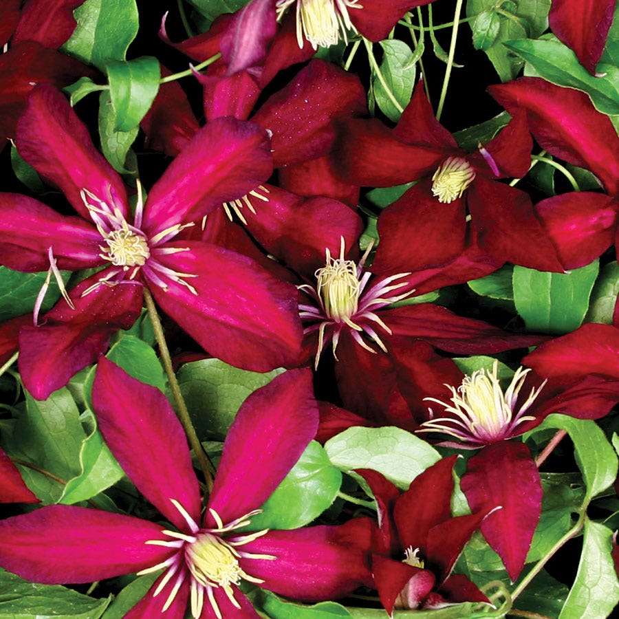 Clematis 'Niobe'
