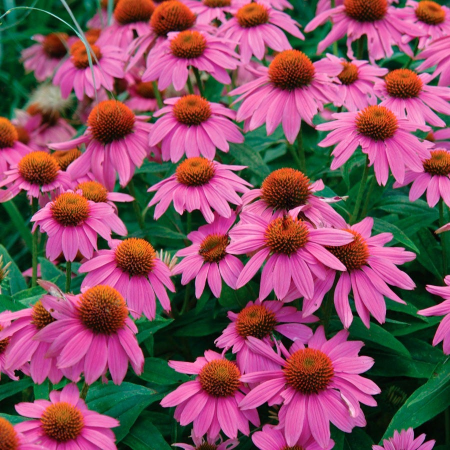 Echinacea PowWow® Wild Berry Coneflower