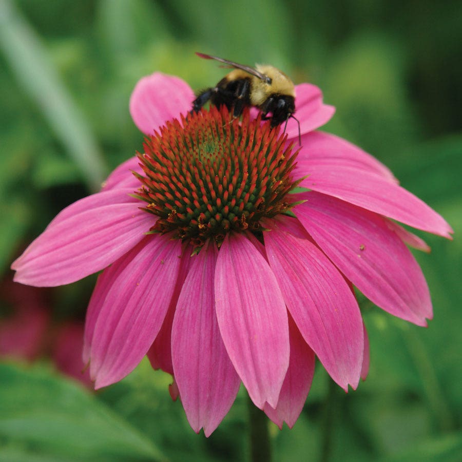 Echinacea PowWow® Wild Berry Coneflower