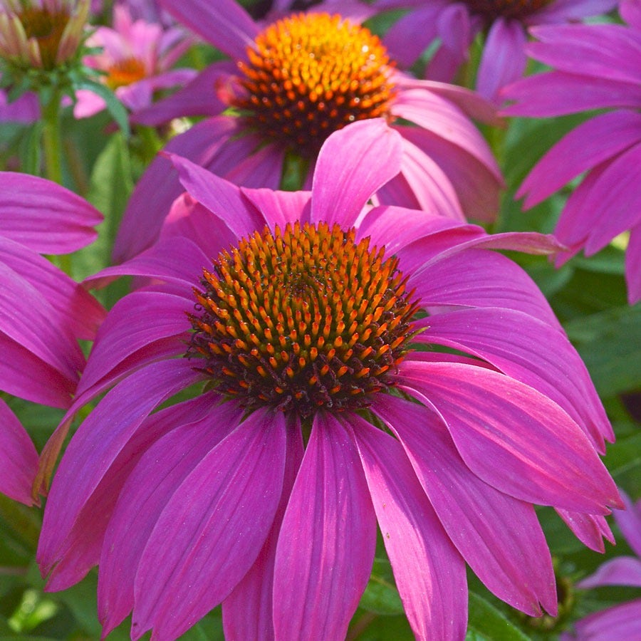 Echinacea PowWow® Wild Berry Coneflower