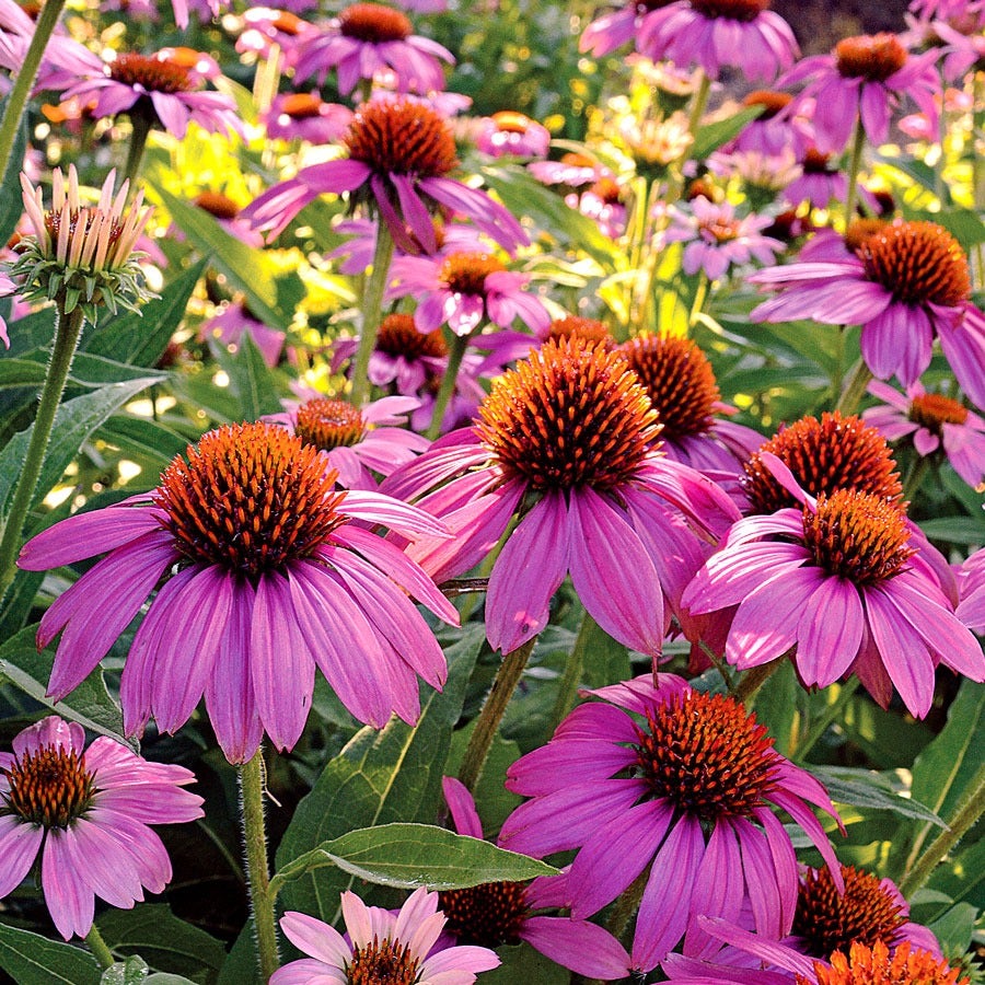 Echinacea PowWow® Wild Berry Coneflower