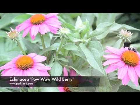 Echinacea PowWow® Wild Berry Coneflower