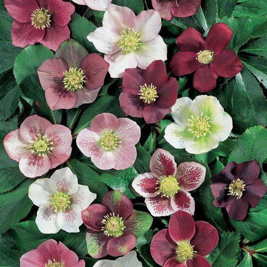 Helleborus Royal Heritage™ Strain Hellebore Flowers