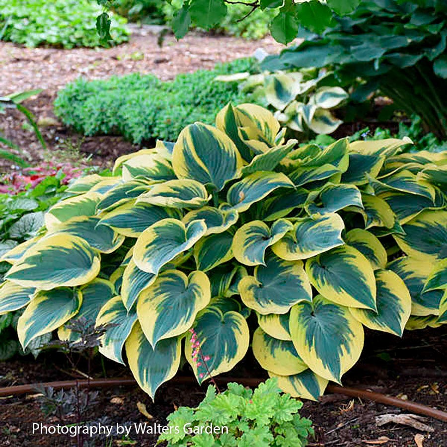 perennial hostas plantain lily flower Hosta 'First Frost' Plant Plantain Lily – Wayside Gardens